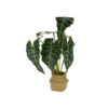 Alocasia Plant In Basket 51cm